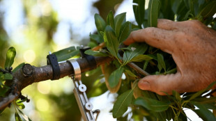 Moins d'eau, plus de capteurs: des agriculteurs se convertissent au goutte-&agrave;-goutte connect&eacute;