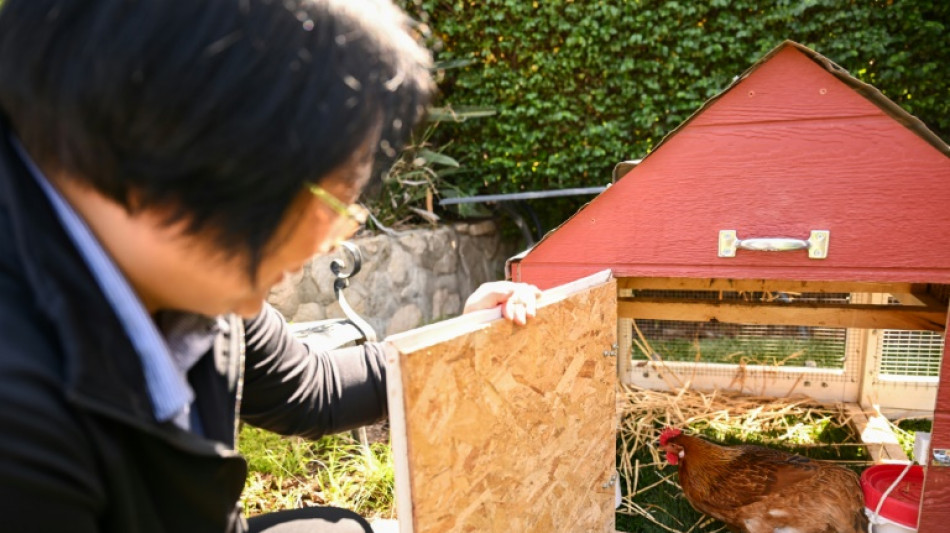Alquiler de gallinas se populariza en EEUU por alza del precio de los huevos
