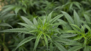 Razzia gegen Drogenh&auml;ndler: Cannabisbisplantagen in zwei Bundesl&auml;ndern entdeckt 