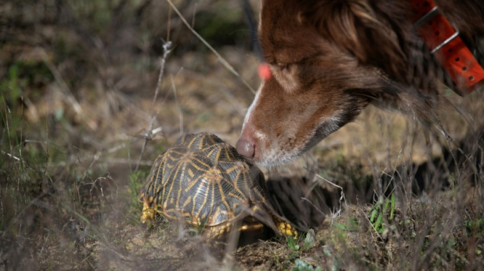 En Afrique du Sud, des chiens renifleurs à la rescousse de tortues bosselées 