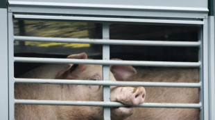 Tiersch&uuml;tzer fordern Verbot von Lebendtiertransporten in Deutschland