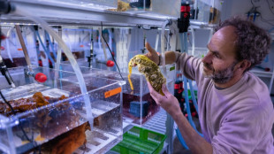 Dans le laboratoire fran&ccedil;ais o&ugrave; l'on tourmente les hu&icirc;tres pour les pr&eacute;parer &agrave; un oc&eacute;an plus acide