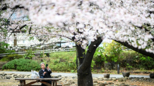 AI tool aims to help conserve Japan's cherry trees