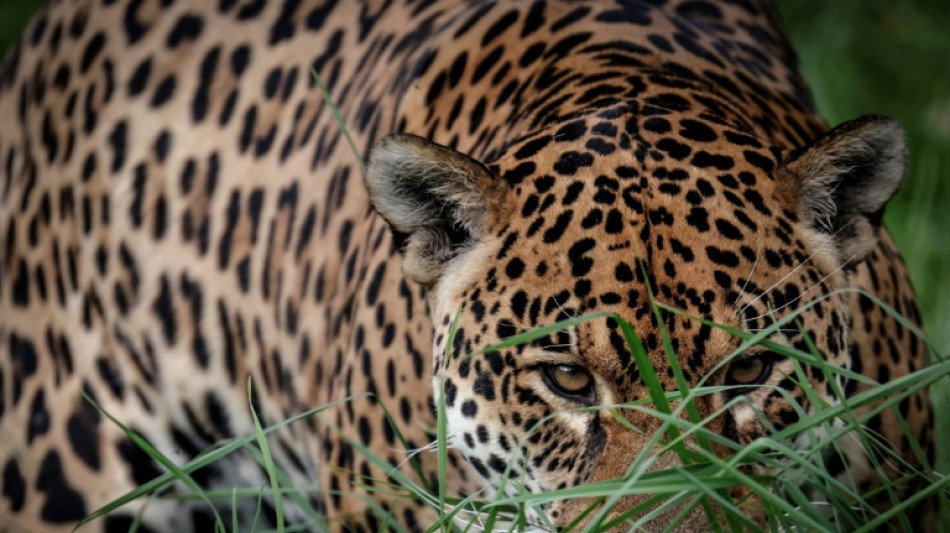 WWF: Wildtierbest&auml;nde seit 1970 um 73 Prozent zur&uuml;ckgegangen