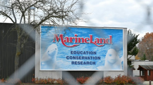 Au Canada, l'avenir incertain des bélugas de Marineland menacés d'euthanasie