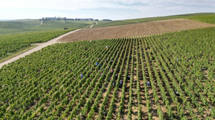 Champagne makers cut harvest as global outlook fizzles out
