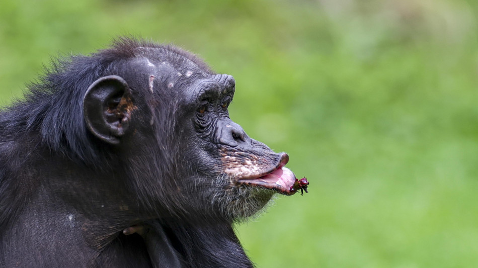 Le percussioni degli scimpanz&eacute; svelano le origini del ritmo