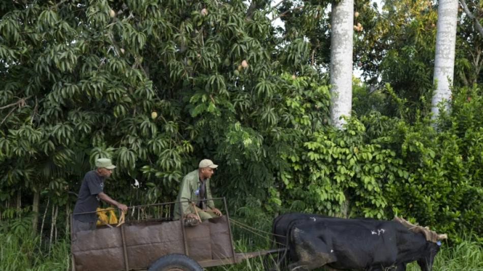 Del tractor al buey: el campo cubano se adapta a la falta de combustible