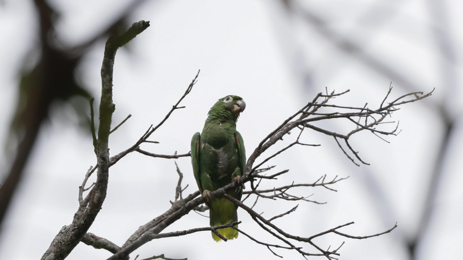 Diversit&agrave; genetica in calo per pi&ugrave; di 400 specie in 30 anni