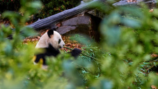 La France dit adieu à ses pandas sur le point de s'envoler pour la Chine