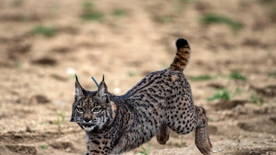 L'IA promossa guardiano degli animali che vivono sulle Alpi