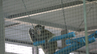 Il teorema della scimmia che scrive Shakespeare &egrave; impossibile