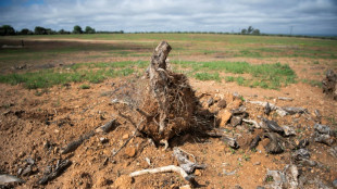El pueblo espa&ntilde;ol que lucha por salvar sus olivos de las plantas fotovoltaicas