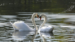 Thüringen: Mann soll mindestens einen Schwan an Teich mit Messer getötet haben