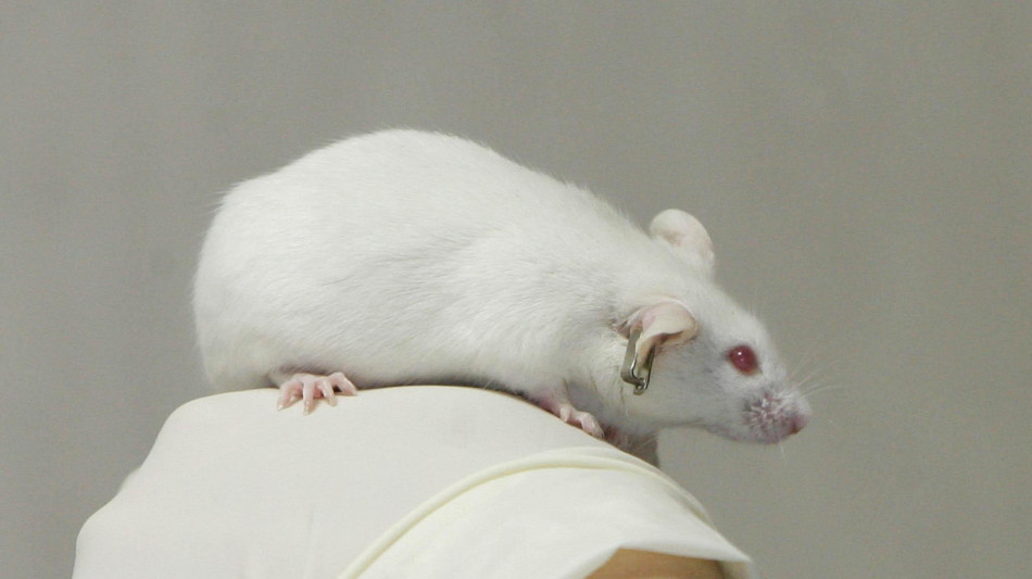 Funziona nei topi il trapianto di staminali contro l'ictus