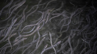 Berliner Fl&uuml;sse erhalten fast zwei Millionen neue Aale