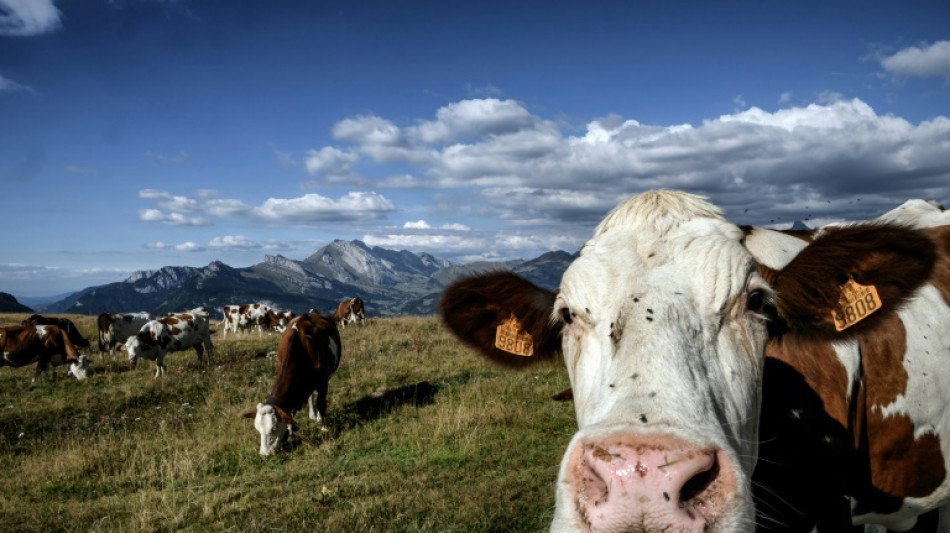 Moins de vaches pour le climat? Le monde de l'&eacute;levage accuse le coup