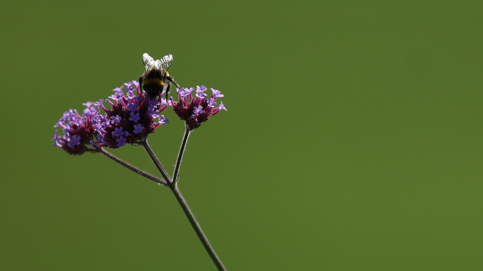 Caldo e metalli pesanti stanno rallentando la danza delle api