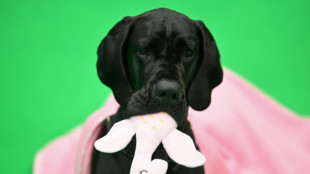 Cachorros s&atilde;o capazes de entender humanos, afirma novo estudo