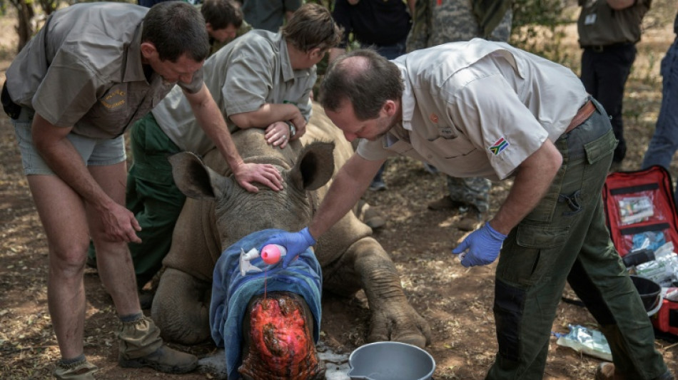 Dehorning of S.African rhinos slashed poaching: study