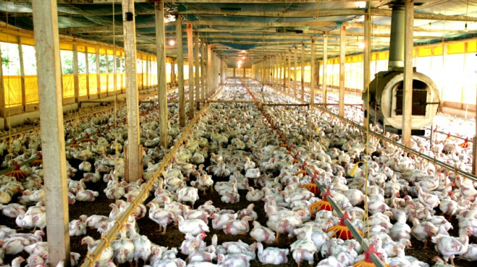 &iquest;Qu&eacute; demuestra que los humanos remodelaron el planeta? Los pollos