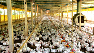 &iquest;Qu&eacute; demuestra que los humanos remodelaron el planeta? Los pollos