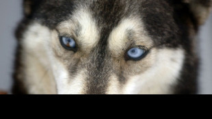 Hund in Brunnenschacht gefallen: Neunst&uuml;ndige Rettungsaktion in Baden-W&uuml;rttemberg