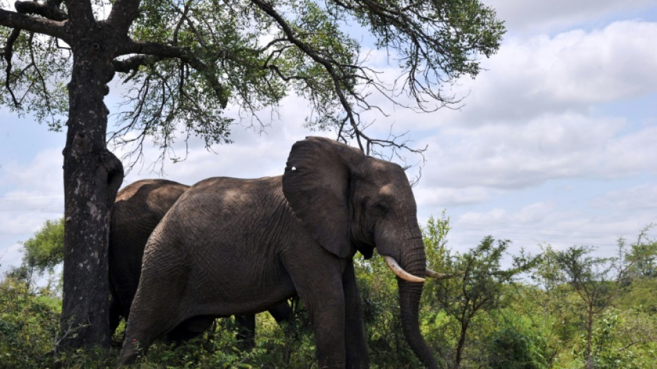 Un elefante mata a un turista en Sudáfrica