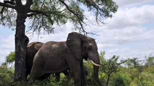 Un elefante mata a un turista en Sudáfrica