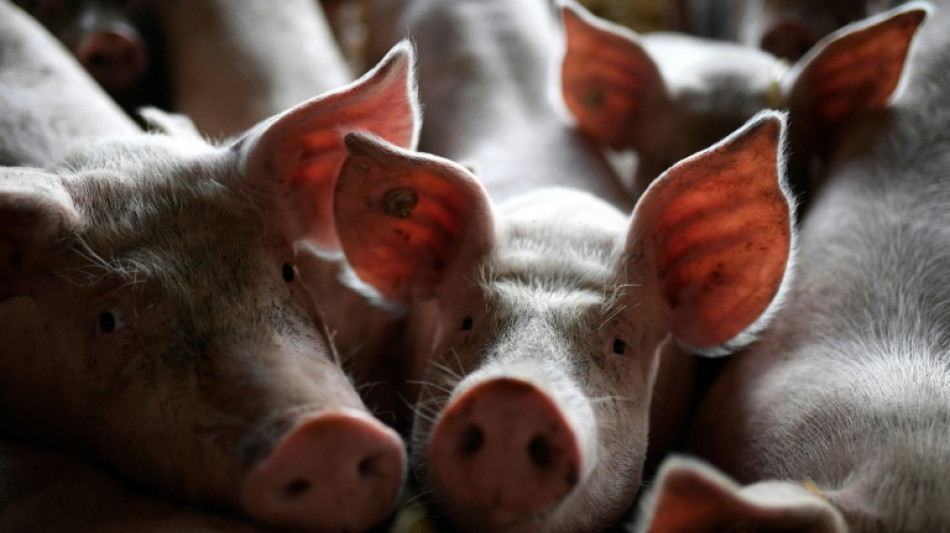 Fast 30 Schweine sterben bei Lastwagenunfall in Niedersachsen