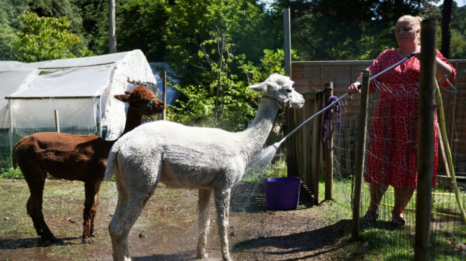 St&ouml;rrisches Lama b&uuml;xt in Baden-W&uuml;rttemberg w&auml;hrend Pause aus Tiertransporter aus