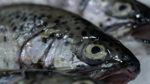 P&ecirc;che: alerte sur le renouvellement des populations de poissons