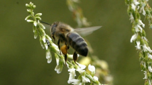 COP16: les chiffres cl&eacute;s sur l'&eacute;tat alarmant de la nature dans le monde