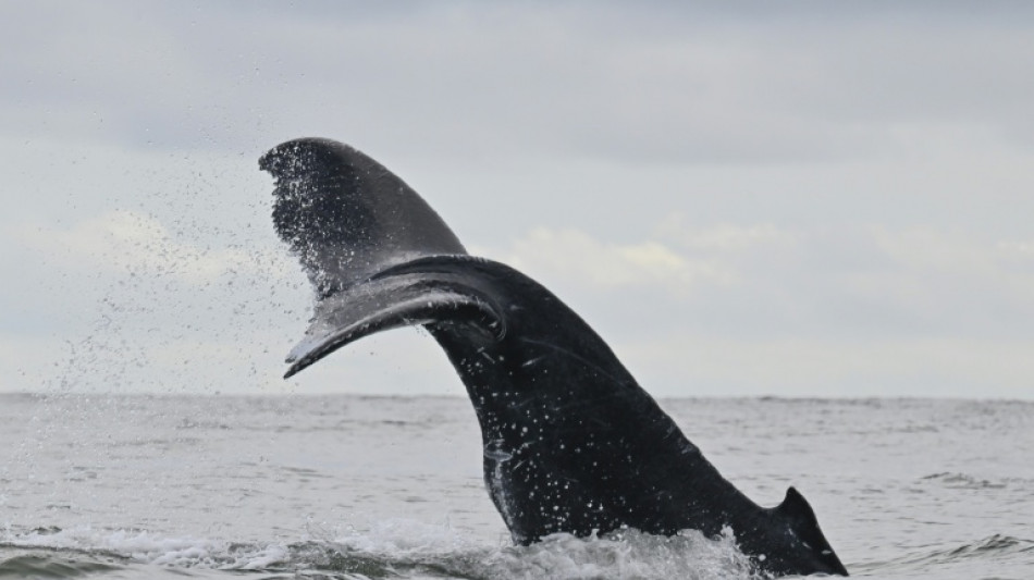 Kabinett beschließt Beitritt zu UN-Hochseeschutzabkommen
