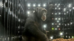 Colombia's lonely chimp Yoko finds new home in Brazil