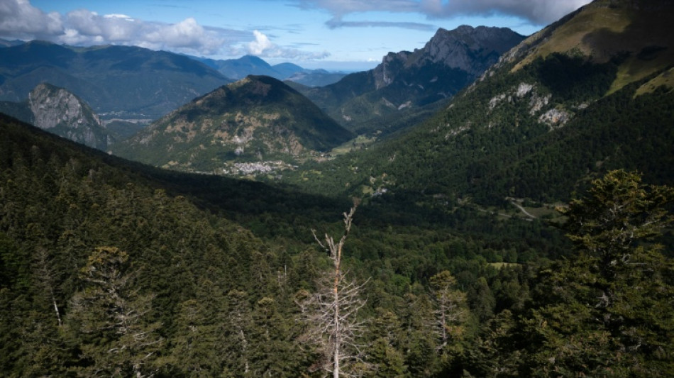 Le combat des forestiers pour sauver la forêt pyrénéenne