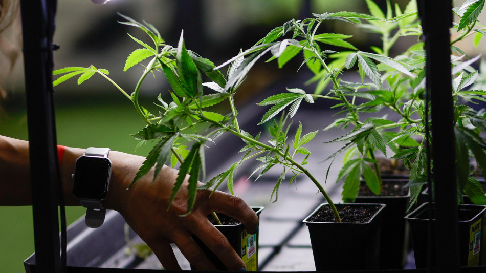 Marcia indietro su cannabis light, emendamento sarà ritirato