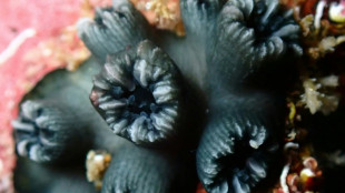 Investigadores hallan un coral endémico de Galápagos que creían desaparecido