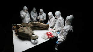 Sur la table de n&eacute;cropsie, Iana le mammouth vous contemple du haut de ses 130.000 ans