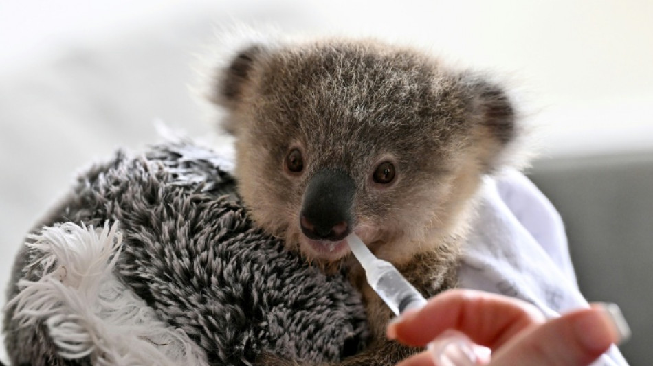 Un estado australiano detiene la tala para crear un refugio para los koalas