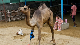 Erste Schritte nach schwerer Misshandlung: Kamel in Pakistan erh&auml;lt Beinprothese