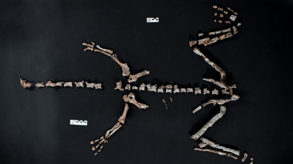 One of world's oldest dinosaurs discovered in Argentina