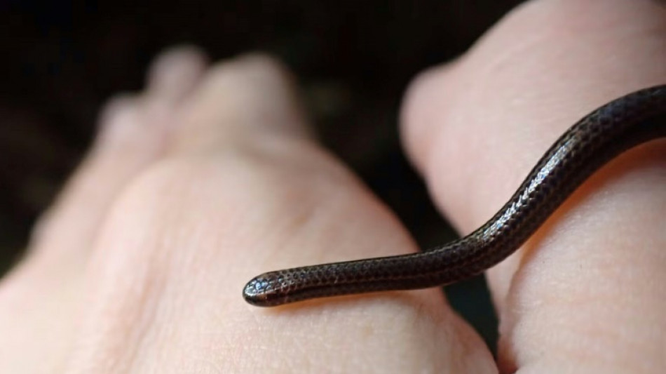 World's smallest snake makes big comeback
