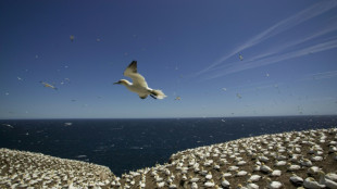 Canad&aacute; reporta su primer caso de gripe aviar en un humano