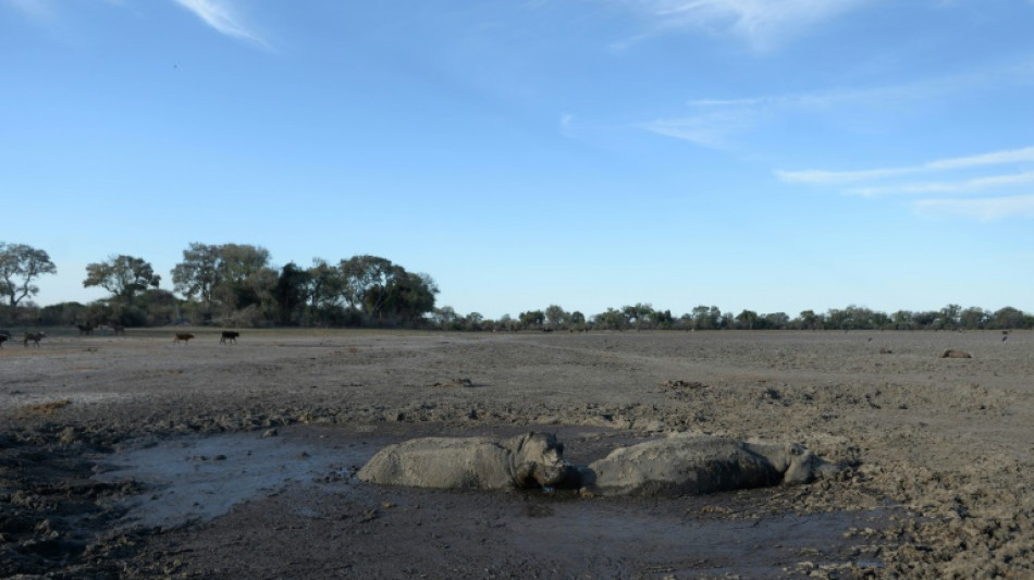 Face à la mort, les animaux ont des réactions "très complexes"