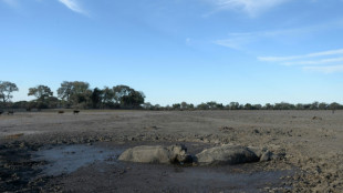 Face à la mort, les animaux ont des réactions "très complexes"