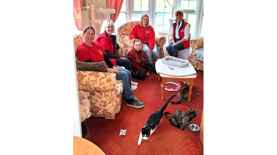 Das Waisenhaus der Katzen in Niedersachsen